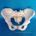 Modèle de squelette du pélvis féminin d&#39;enseignement médical (R020804)